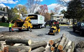 How Our Tree Care Process Works  in Dixon Lane Meadow Creek, CA